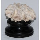 Natural History - a coral specimen, mounted for display, 18cm wide