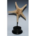 Natural History - a starfish, mounted for display, 39cm high