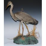 Taxidermy - a heron, inset glass eyes, mounted on a composition outcrop, set with wild glasses, 68cm