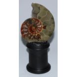 Natural History, Geology, Palaeontology - a polished ammonite fossil, mounted for display, 18cm high
