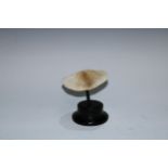 Natural History - a mushroom coral, mounted for display, 14cm diam