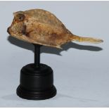 Natural History - a box fish (Ostracion cubicum) specimen, mounted for display, 15.5cm high