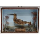 Taxidermy - a late Victorian snipe, naturalistically mounted, flanked by wild grasses and flowers,