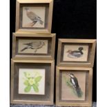 V Sisson (contemporary) Woodpecker signed in pencil, 12cm x 10cm; others similar, Pigeon, Ducks,