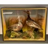 Taxidermy - Oyser Catcher and Rock Dove. amongst grasses, the case 43cm high, 56cm wide