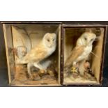 Taxidermy - a Barn Owl with Bullfinch and Chaffinch, cased, 19th century, 36cm overall; another,