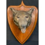 Taxidermy - a fox head, oak shield-shaped mount, 38cm high, c. 1900