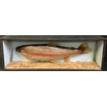 Taxidermy - a rainbow trout, naturalistacally mounted, glazed black case, 62cm wide, 25.5cm high,