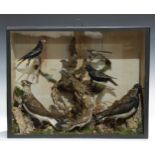 Taxidermy - a Victorian arrangement of cased British birds, by Henry Cooper of Marple