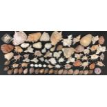Conchology - a large collection of shells