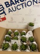 Artificial Mini Succulent in Concrete Pot, Box of 12 RRP £5 Each