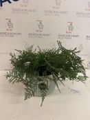 Artificial Trailing Asparagus Fern in Pot