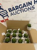 Artificial Mini Succulent in Concrete Pot, Box of 12 RRP £5 Each