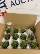 Pack of 12 Mini Artificial Plants RRP £5 Each