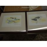 Jacqueline O"Malley 2 watercolours of Gulls both 17 x 24 cm