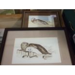 Jacqueline O"Malley 2 watercolours of Seals 6 1/2 x 4 1/2 and 5 1/2 x 9 inches