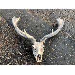 Deer Skull with attached antlers
