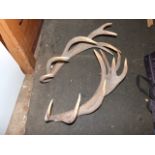 2 Deer Antlers approx 24 inches long