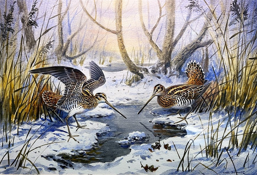 Carl Donner (b.1957), "Snipe in a snowy woodland", watercolour, signed lower right, 35 x 53 cm