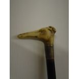 Walking cane with bone Lurcher handle and white metal collar stamped David Jones 1806-1854. 84cm