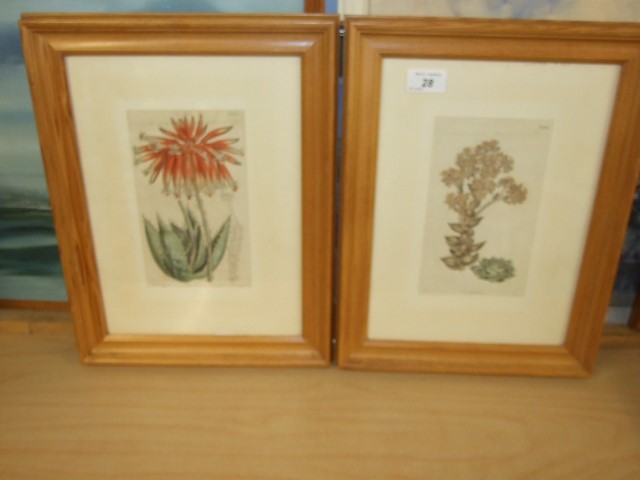 Pair of Framed Prints 12 x 15 inches