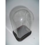 Taxidermy Glass Dome with wooden base 8 x 11 cm 18 cm tall
