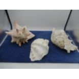 3 large sea shells