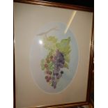 M Russell Watercolour of Grapes 13 x 9 inches