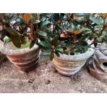 Pair of round concrete planters