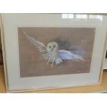 P Newton Barn Owl in flight pastel 17 x 12 inches