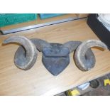 Mounted Rams Horns 21 inches wide including mount