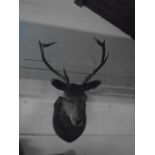 large stags head, 8 point antlers