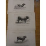 3 French prints of cattle breeds 1850 etc 6.5x10.5"