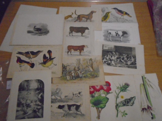 Prints of Animal and birds approx 15