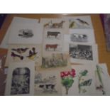 Prints of Animal and birds approx 15