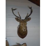 Stags head, on mount. 10 points to antlers