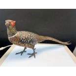 COLD PAINTED BRONZE PHEASANT. 28cm long stamped "Austria", damage to one foot