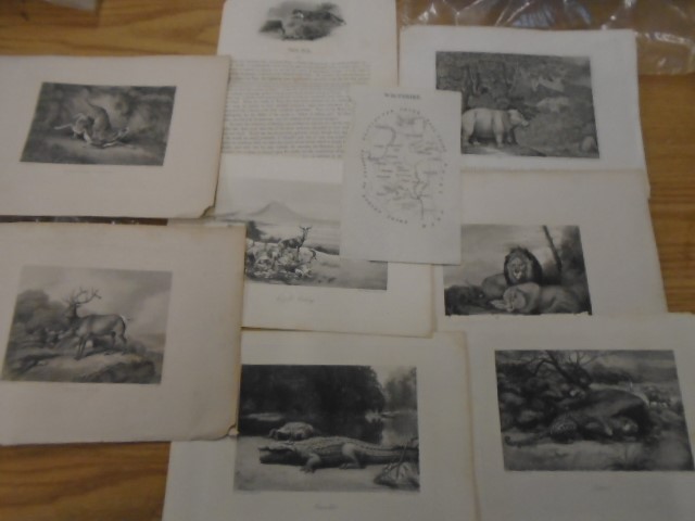 Prints of African wildlife in black and white