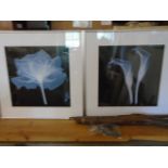 2 prints of flowers
