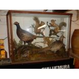 Victorian mahogany framed Taxidermy display of 2 pheasants: cock bird and hen, 1 robin, 2 red