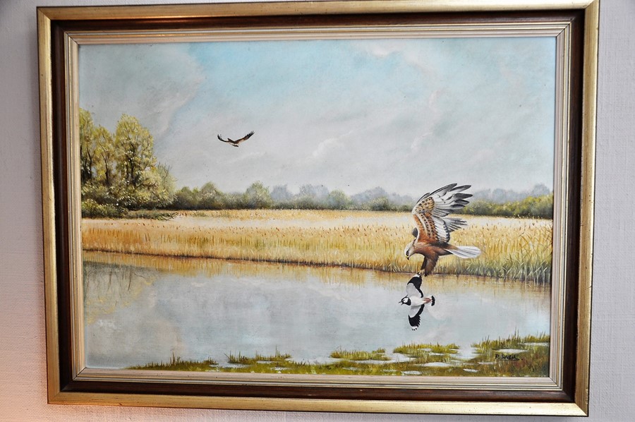 P. Welch (C 20th East Anglian Wildlife Artist) framed oil on board depicting Marsh Harriers over the - Image 2 of 4