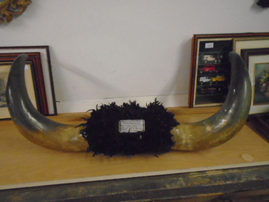 Byson/ cow? horns (large 87cm horn to horn) from Millwall wrestling competition and wool rug - Image 2 of 7