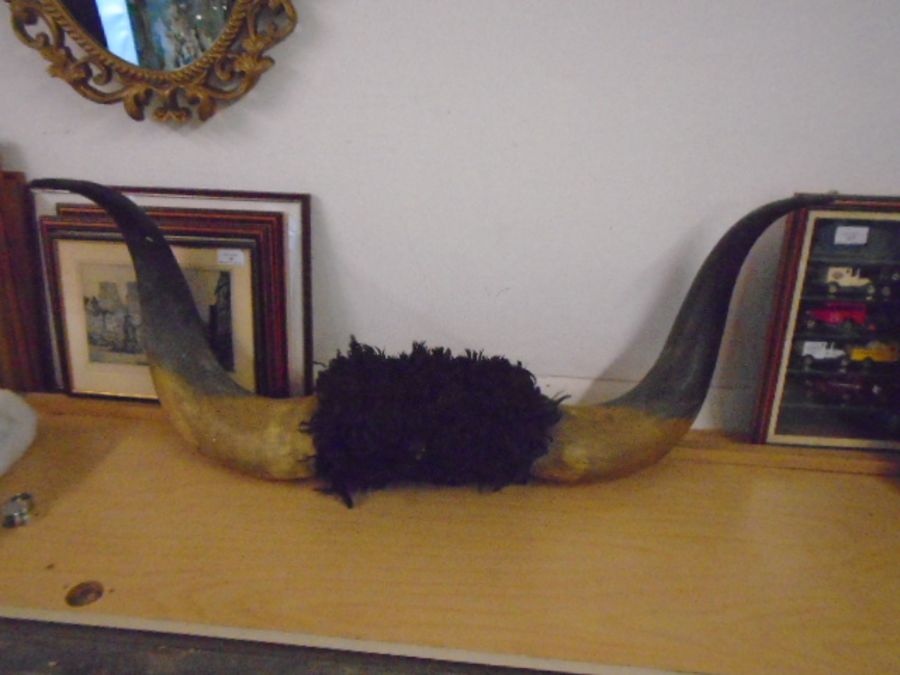Byson/ cow? horns (large 87cm horn to horn) from Millwall wrestling competition and wool rug - Image 4 of 7