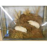 Vintage Taxidermy of 2 Albino Moles ( caught by the gamekeeper on the Stradsett Estate in 1929 )