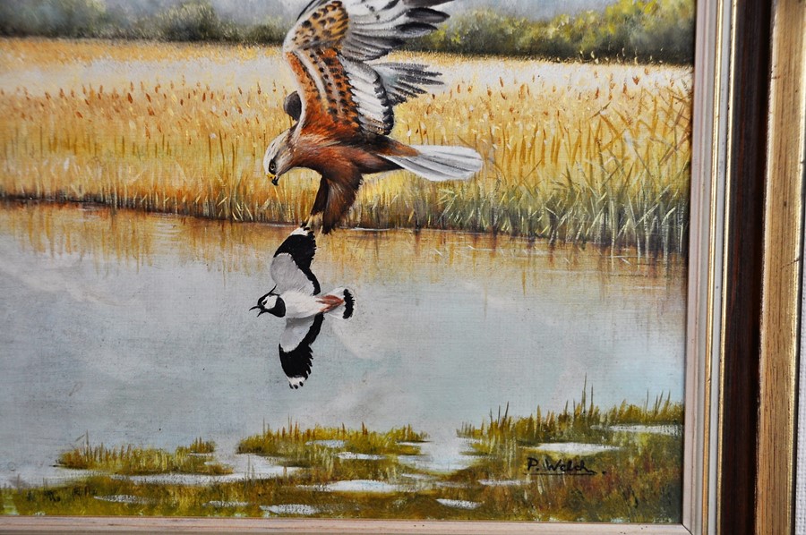 P. Welch (C 20th East Anglian Wildlife Artist) framed oil on board depicting Marsh Harriers over the - Image 3 of 4