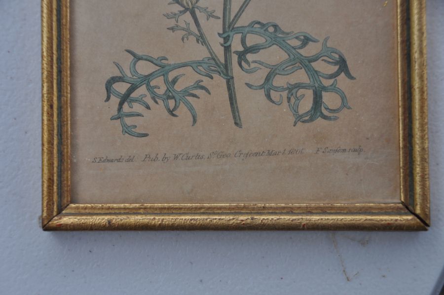 After William Curtis (British 1746-1799). 14 coloured botanical engravings in matching gilt frames - Image 7 of 8