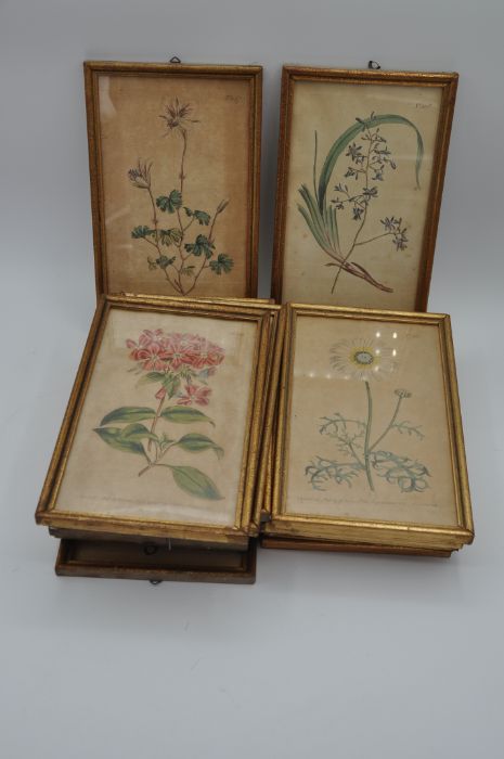 After William Curtis (British 1746-1799). 14 coloured botanical engravings in matching gilt frames