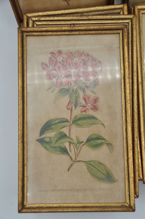 After William Curtis (British 1746-1799). 14 coloured botanical engravings in matching gilt frames - Image 5 of 8