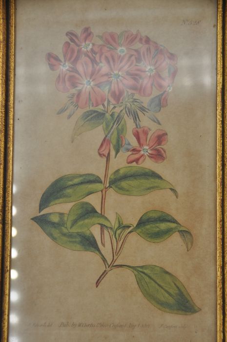 After William Curtis (British 1746-1799). 14 coloured botanical engravings in matching gilt frames - Image 4 of 8