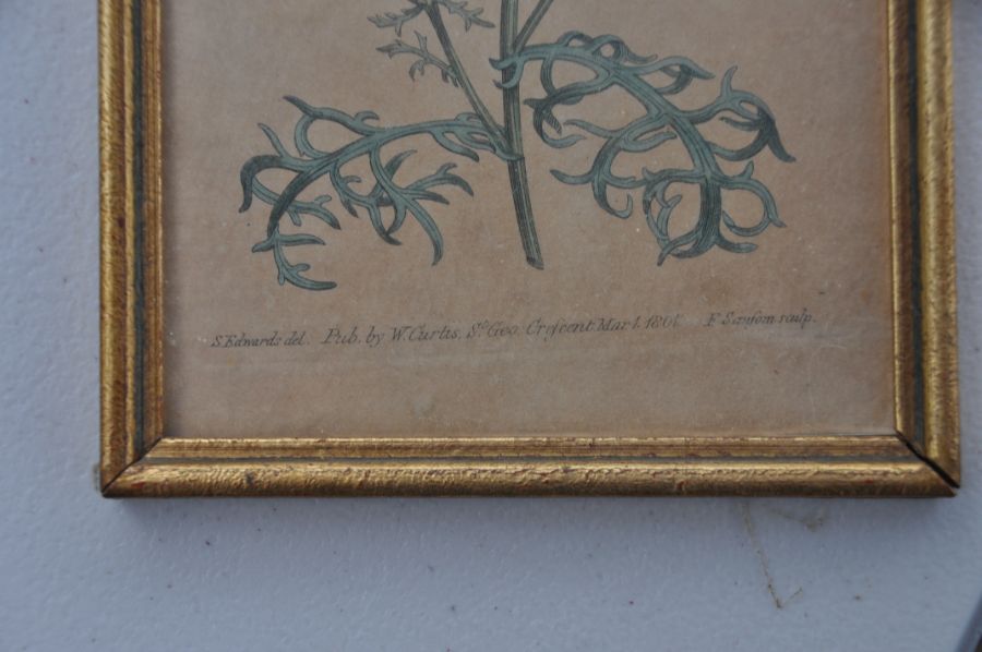 After William Curtis (British 1746-1799). 14 coloured botanical engravings in matching gilt frames - Image 8 of 8